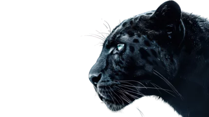 Foto auf Acrylglas Black panther isolated on transparent background © khajar