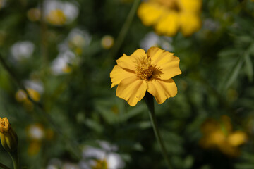 Yellow Garden Flower