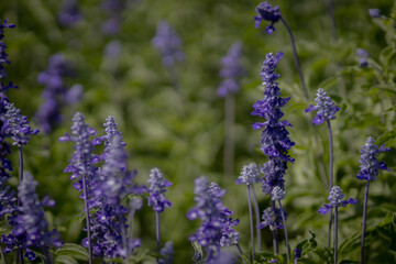 Lavender Flowers