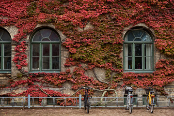 Red ivy in autumn climbing on an old college building facade surrounding arched windows. Bicycles...