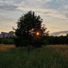 sunset in the field and the tree