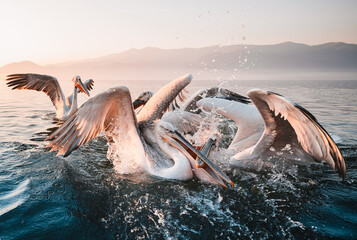 Dalmatian pelicans fishing in the water  