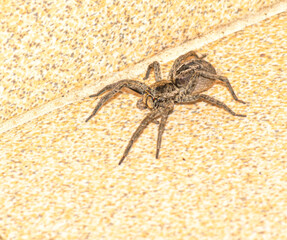 Jumping spider on the floor