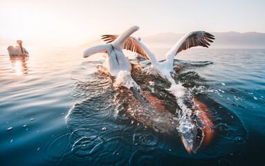 pelicans in water