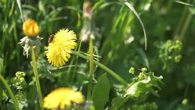 Slow motion of bumblebee pollinating yellow dandelion flower on green spring meadow