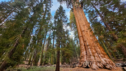 Giant Sequoia Trees in the Forest
