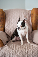 Boston Terrier dog sitting on a suede arm chair which is protected with a cover. She is sitting up with her ears pricked up looking at something away from the camera. - 743169198