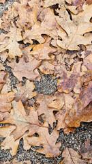 autumn leaves background