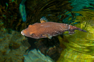 Guineafowl Puffer, Arothron meleagris in its dark form. © silukstockimages