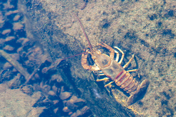 Rusty crayfish swimming in a creek is a regulated invasive species in Minnesota,