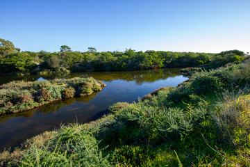 lago