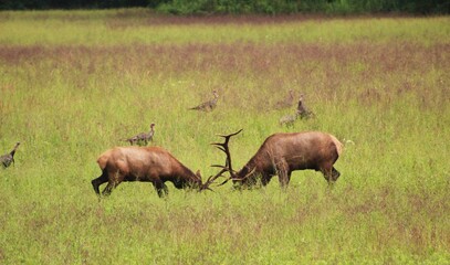 elk fighting in park 