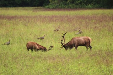 bull elk in national park