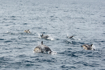 Short-beaked common dolphins swimming in Pacific ocean in California