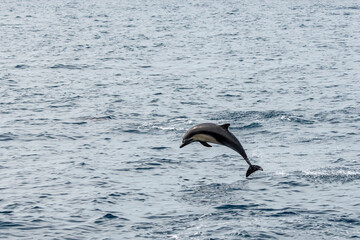 A Short-beaked common dolphins jumping out of the water in the Pacific ocean in California © silukstockimages
