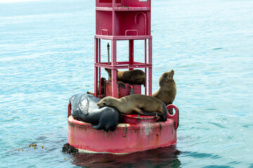California Sea Lions resting on a navigation buoy in the Pacific Ocean in California