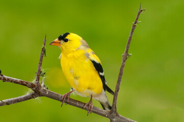 Close up of a male American Goldfinch with green background.