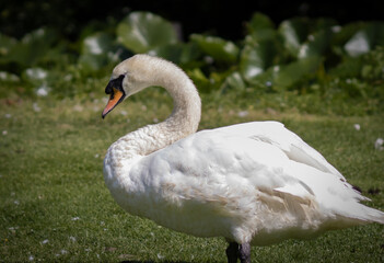 Swan Resting Next to Pond