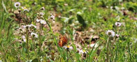 butterfly on the grass