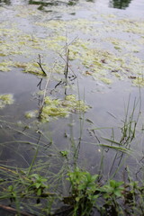 reeds in the lake