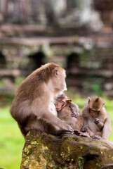 Family of three macaques resting in the temples of cambodia