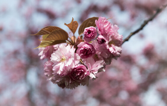 close up of branch of pink cherry blossom flowers
