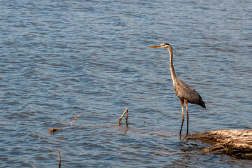 Great Blue Heron standing on a fallen tree in the lake.