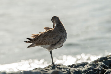 A Whimbrel preening while standing on one leg.on the Pacicic Ocean. in California