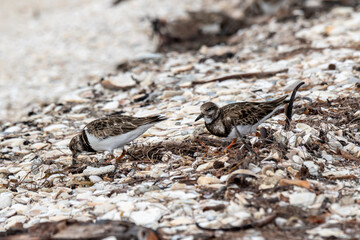 Adult Ruddy Turnstones feeding on sand fleas, crustaceans and worms on Sanibel Island