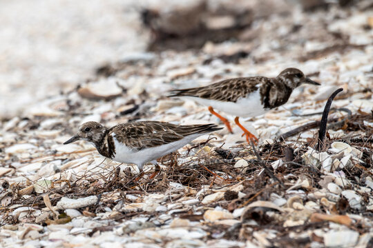 Adult Ruddy Turnstones feeding on sand fleas, crustaceans and worms on Sanibel Island
