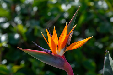 Beautiful image of a Bird of Paradise flower, Strelitzia reginae also called the Crane flower.