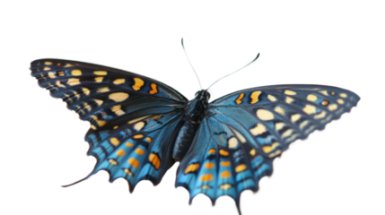 A beautiful butterfly isolated on transparent background