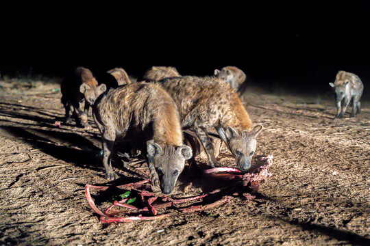 Spotted hyenas in Harar, Ethiopia