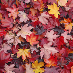 Naklejka na ściany i meble Autumn Splendor: A Tapestry of Colorful Maple Leaves