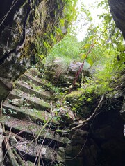 Forest stairs