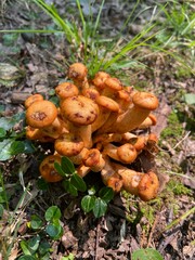 Mushroom Cluster 