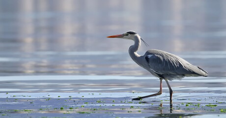 Gray Heron on seaside, Ardea cinerea, birds of Montenegro	