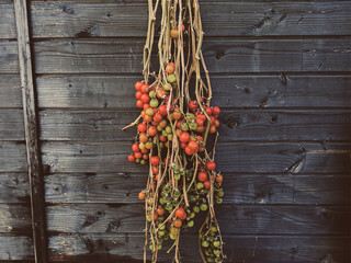 Ripe and unripe tomato vines hanging from a wood wall