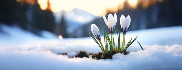 Wandcirkels aluminium Crocuses emerge through snow, heralding spring arrival. Delicate blooms against winter blanket, resilience in nature. Panorama with copy space. © Igor Tichonow