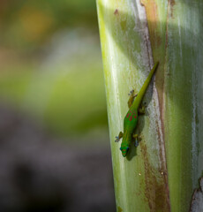 Gecko Lizard on a Green Banana Palm Tree.