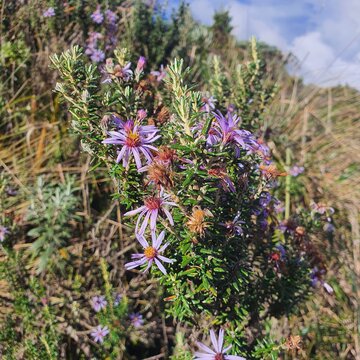 Paramo, flor lila de paramo, bosque humedal, fotograf&iacute;a de naturaleza, flor de invierno, flor de altura, pajonal, monta&ntilde;as, cultivo de flor andino, naturaleza Andina, Andes