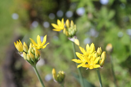 Allium moly