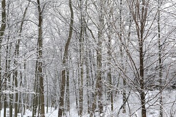 Fototapeta premium A Celebration Of Snow