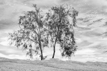 Puddle on the beach with blurred tree reflected on it
