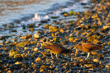 Oystercatcher sharing food on Vancouver Island