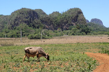Valle de Vinales (Kuba)