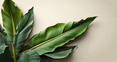 tropical banana palm leaves texture