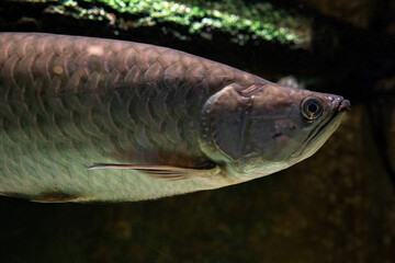 Northern Barramundi fish adult under the surface.