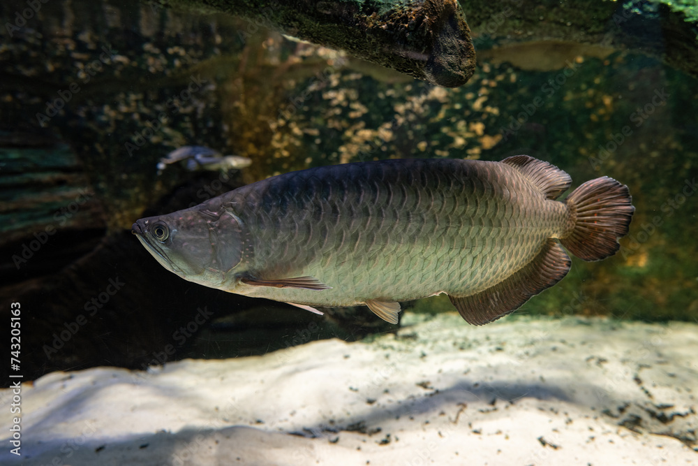 Sticker Northern Barramundi fish adult under the surface.