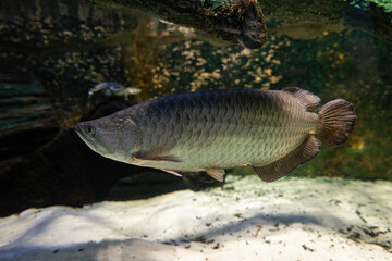 Northern Barramundi fish adult under the surface.